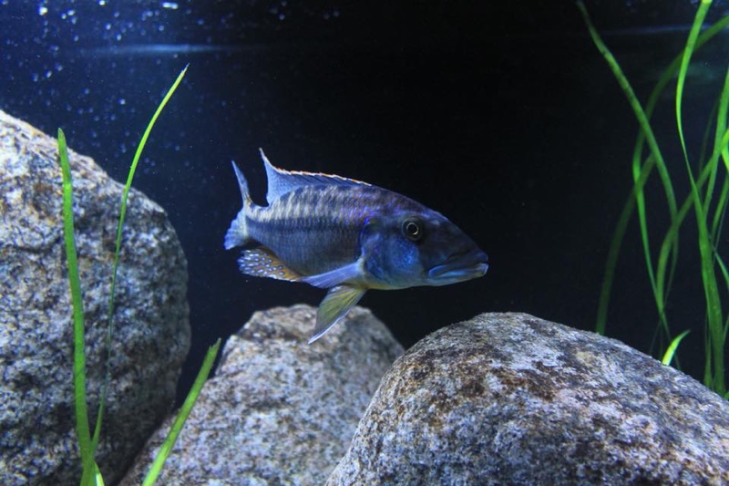 Tyrannochromis maculiceps 'Lupingu'